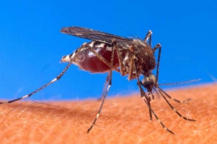 https://radiomodaorioverde.com.br/uploads/news/Bauru confirma 17 mortes e 15 mil doentes por dengue