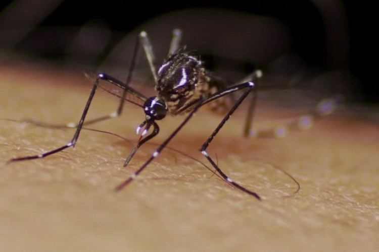 https://radiomodaorioverde.com.br/uploads/news/Mais de 3 mil casos prováveis de dengue e 1 morte são registrados em uma semana Triângulo, Alto Paranaíba e Noroeste