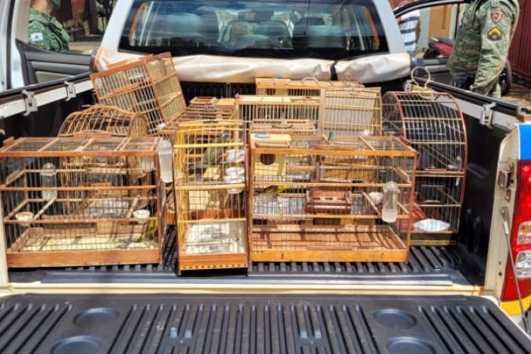 https://radiomodaorioverde.com.br/uploads/news/Dupla é detida com mais de 20 aves silvestres e multada em quase R$ 50 mil em Ituiutaba