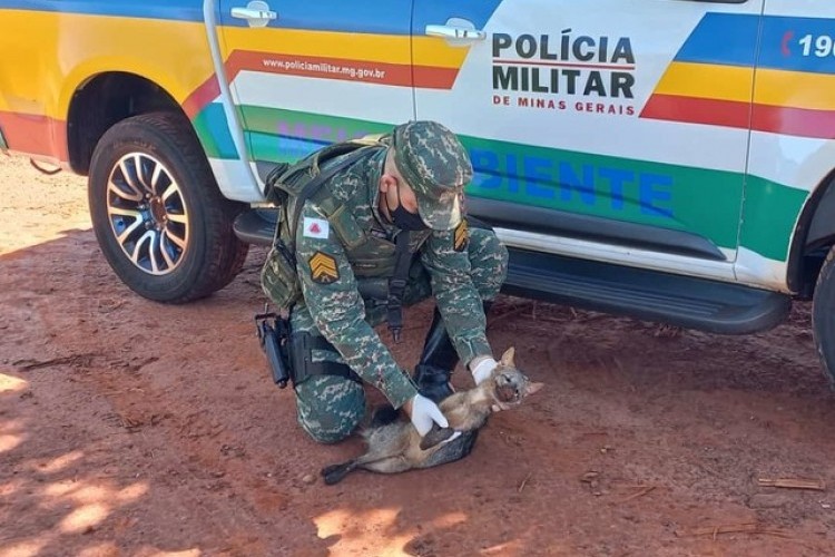 https://radiomodaorioverde.com.br/uploads/news/Cachorro-do-mato é encontrado em estado grave após ser atropelado na BR-365 em Ituiutaba