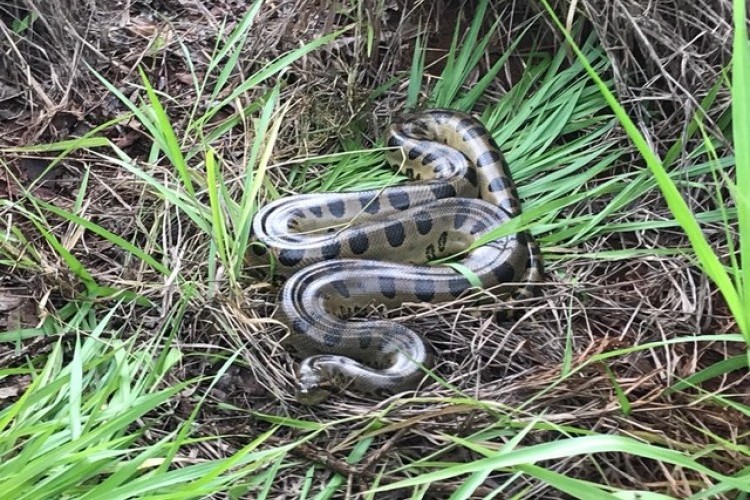 https://radiomodaorioverde.com.br/uploads/news/Sucuri de 4 metros é encontrada em terreno por trabalhadores em Ituiutaba